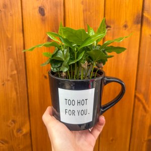 Kávovník arabský (Coffea Arabica) - výška 15-20 cm, kont. P9 - V HRNČEKU